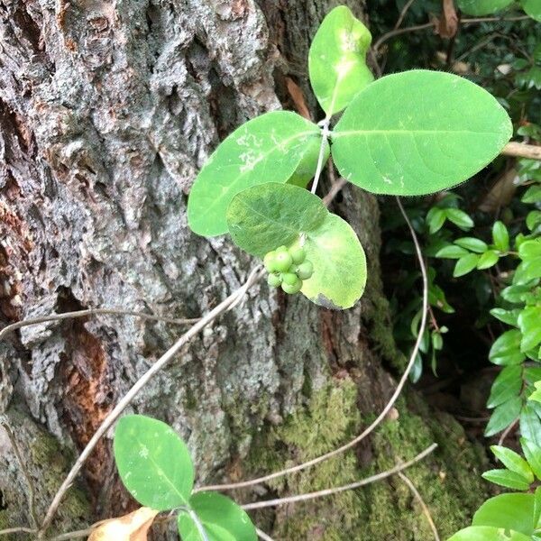 Lonicera dioica Leaf