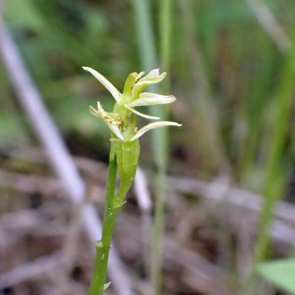 Liparis loeselii Flower