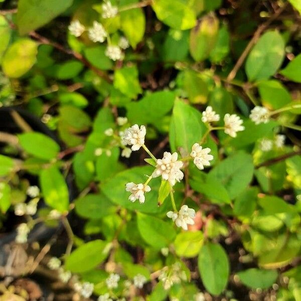 Persicaria chinensis Flor