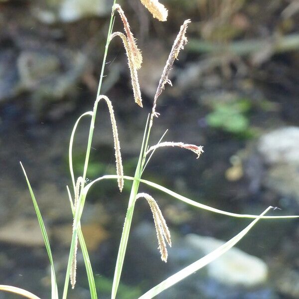 Carex acutiformis Leaf