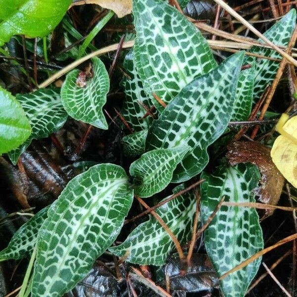 Goodyera pubescens Лист