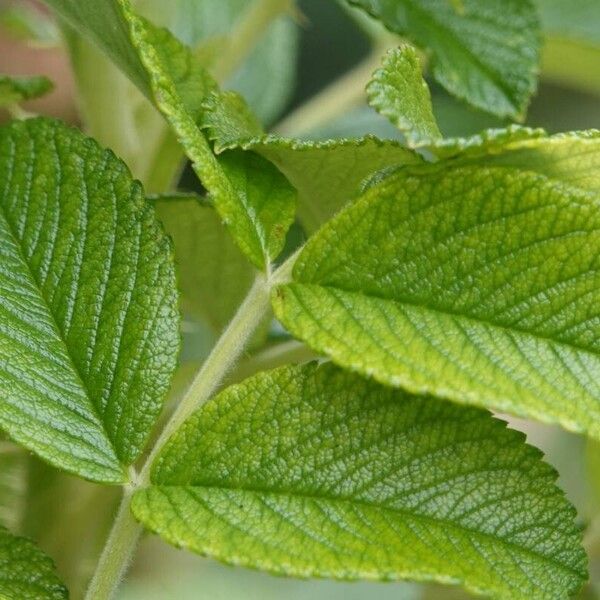 Rosa rugosa पत्ता