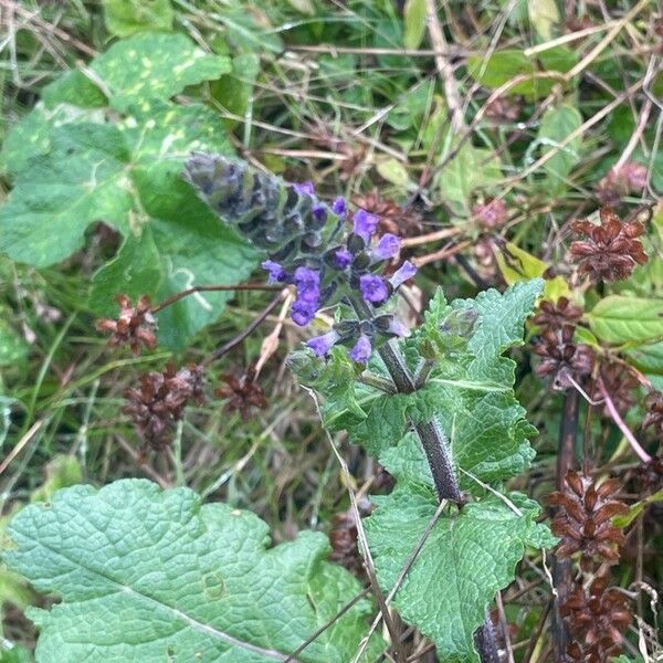 Salvia verbenaca Habit