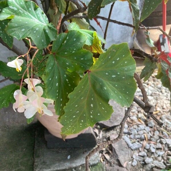 Begonia aconitifolia Feuille