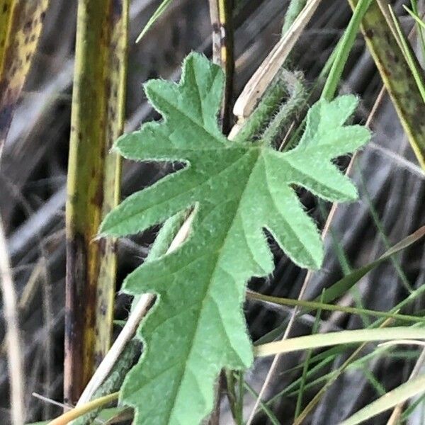 Convolvulus althaeoides Blad