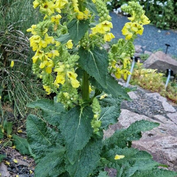 Verbascum virgatum Лист