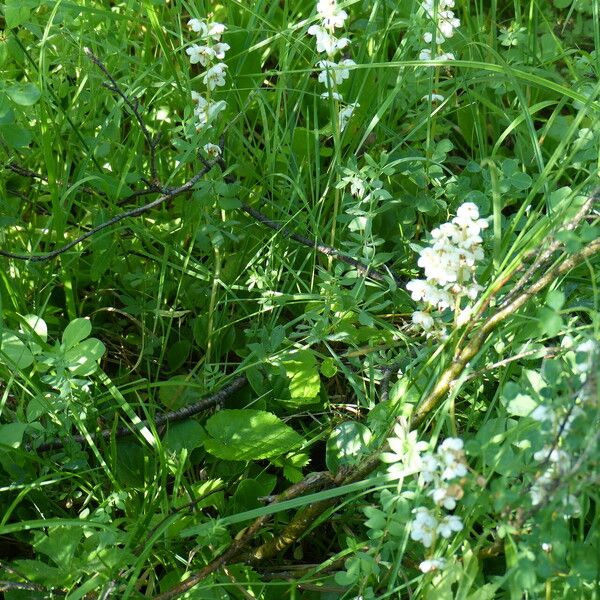 Pyrola rotundifolia Hábito