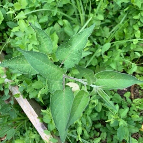 Solanum dulcamara Lapas