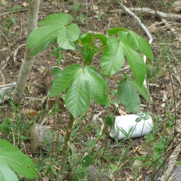 Jatropha gossypiifolia Habit