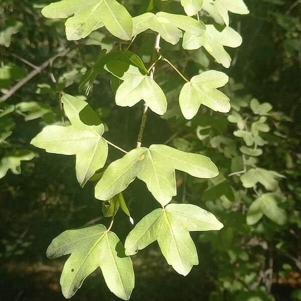 Acer monspessulanum Lehti