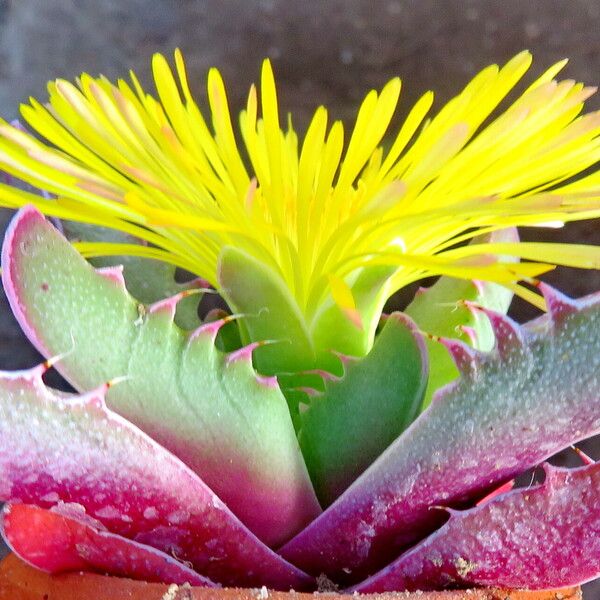 Faucaria bosscheana Lorea