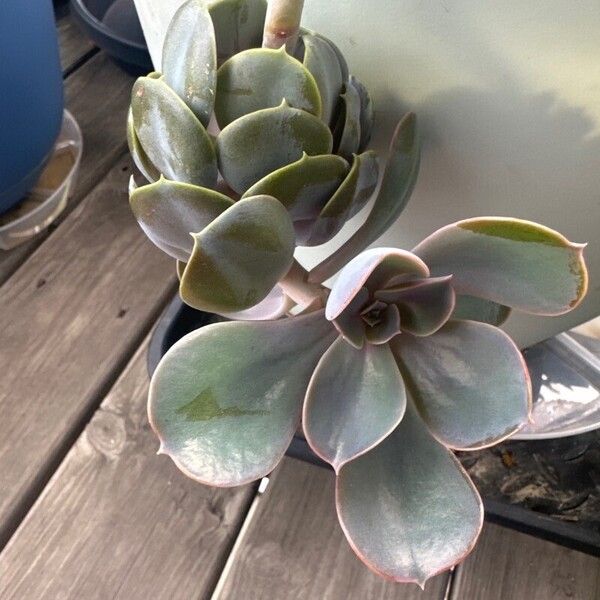 Echeveria gibbiflora Leaf