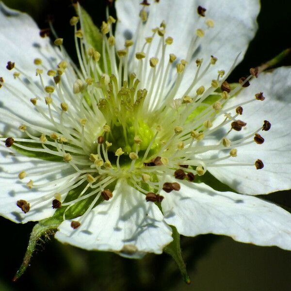 Rubus scaber Květ