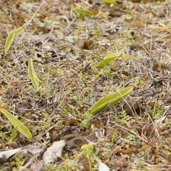 Ophioglossum engelmannii Alkat (teljes növény)