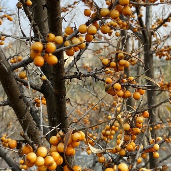 Hippophae rhamnoides ফল