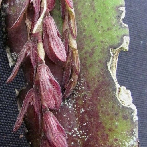 Acianthera pubescens Fruit