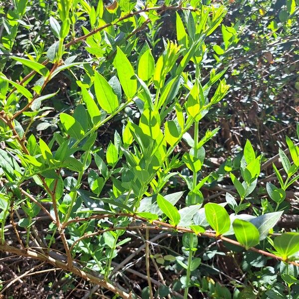 Coriaria myrtifolia List