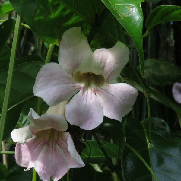 Bignonia aequinoctialis Blomst