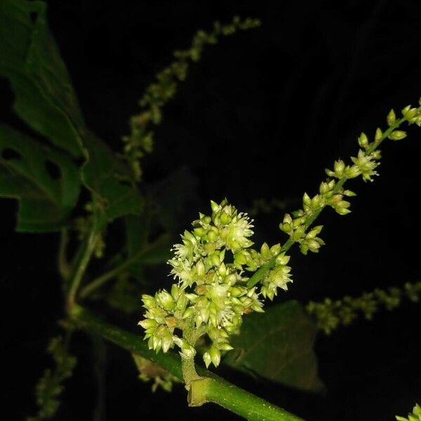 Chamissoa altissima Flower