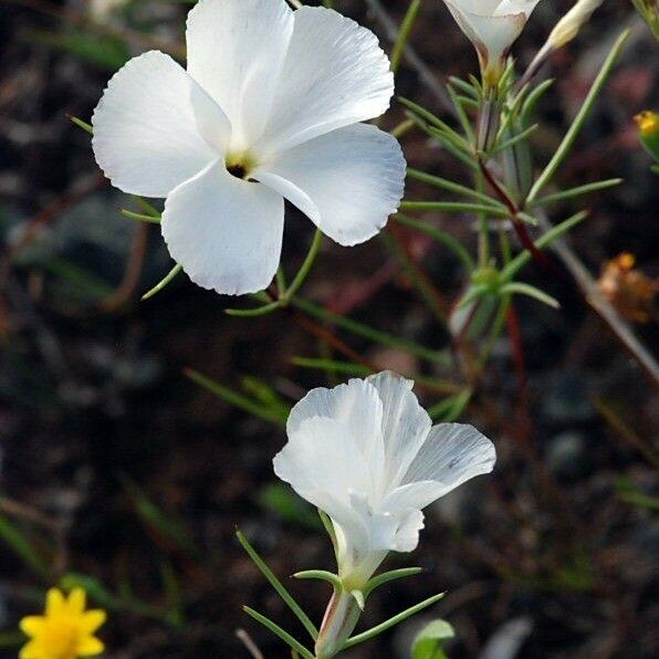 Linanthus dichotomus 花