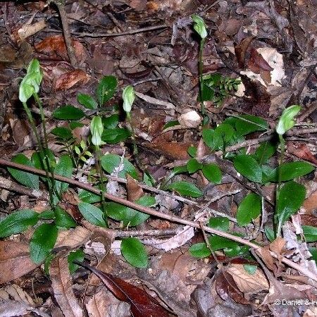 Pterostylis curta Характер