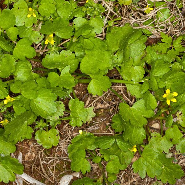 Ranunculus muricatus Habit