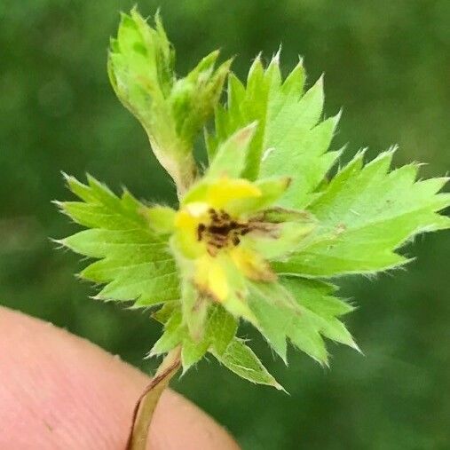 Potentilla canadensis Hoja