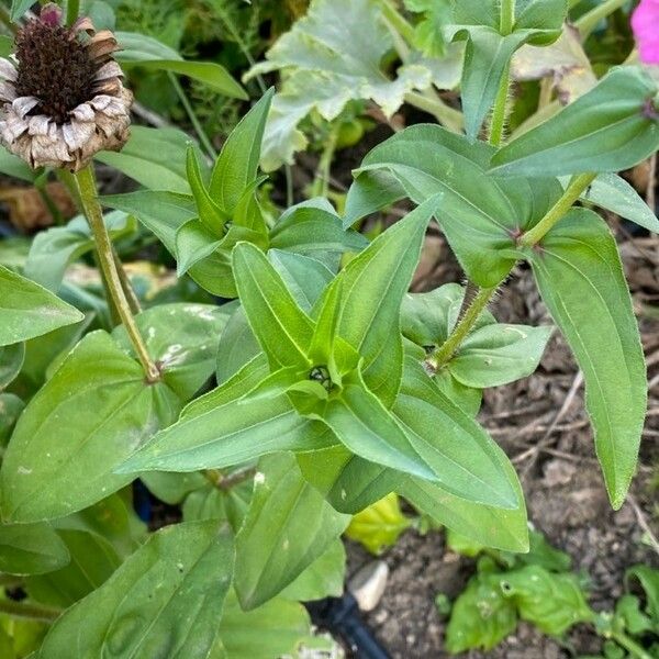 Zinnia elegans Листок