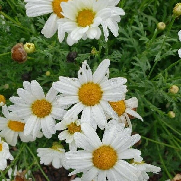 Argyranthemum frutescens Kvet