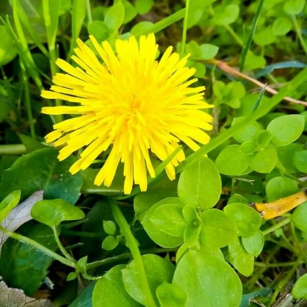 Taraxacum mattmarkense Blomst