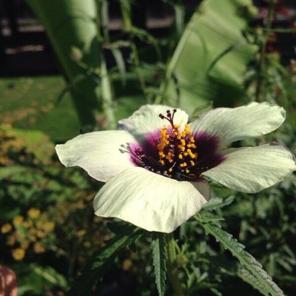 Hibiscus cannabinus Flower