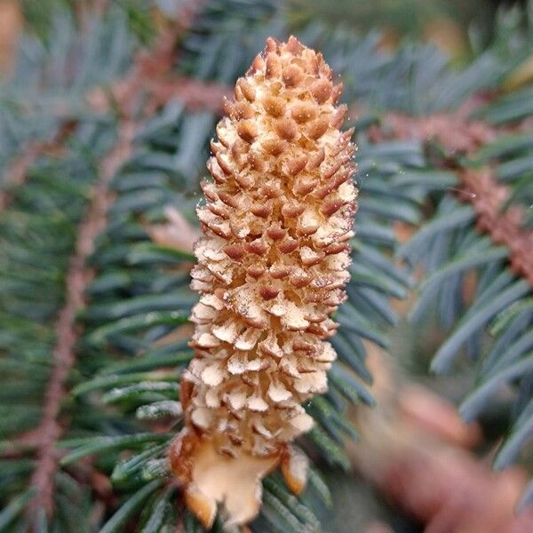 Picea sitchensis Blomma