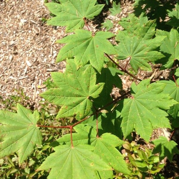 Acer circinatum برگ