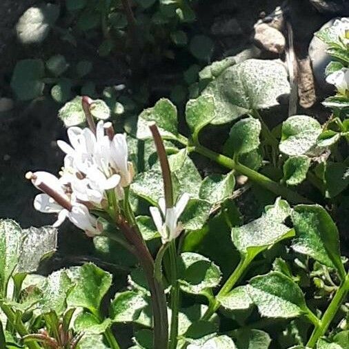 Cardamine parviflora Flower