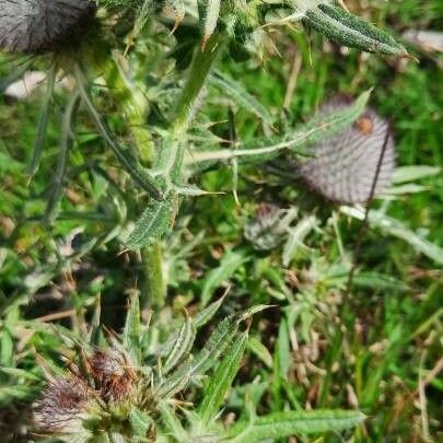 Cirsium eriophorum পাতা