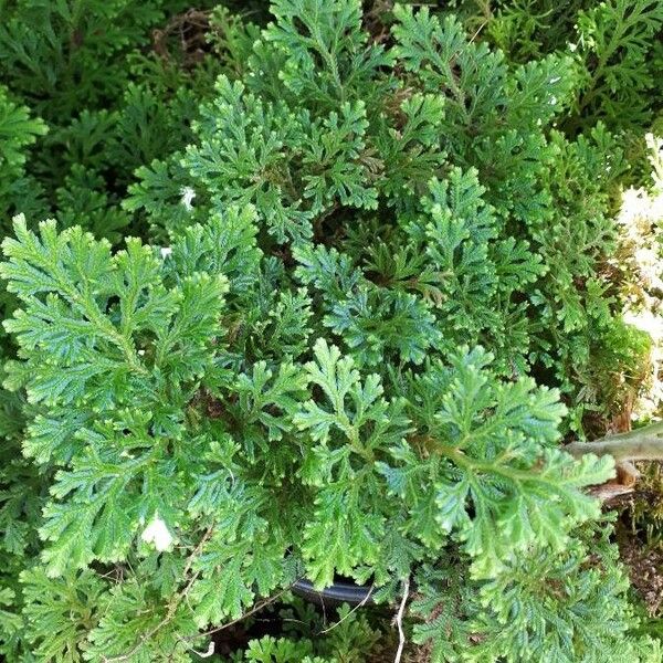 Selaginella tamariscina Leaf