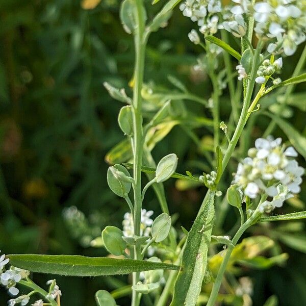 Lepidium sativum 果實