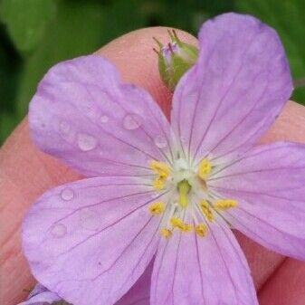 Geranium maculatum Цвят