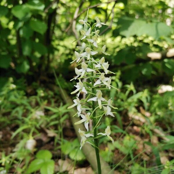 Platanthera bifolia Λουλούδι