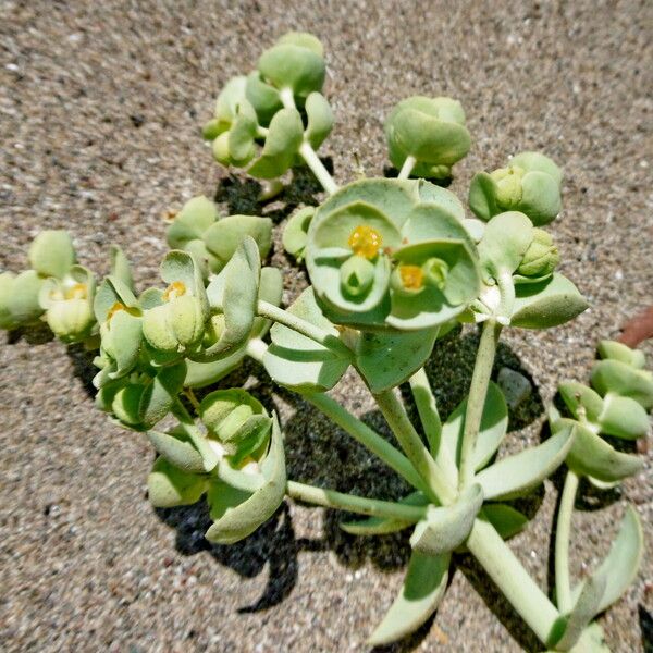 Euphorbia paralias Blüte