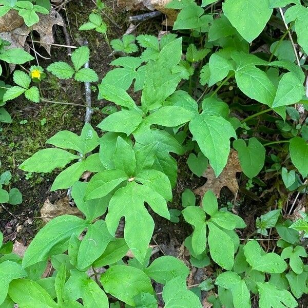 Arisaema dracontium Blatt