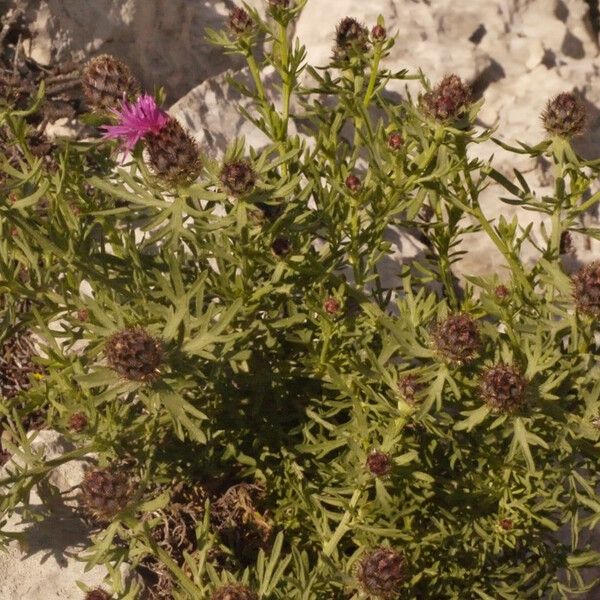 Centaurea corymbosa Habit