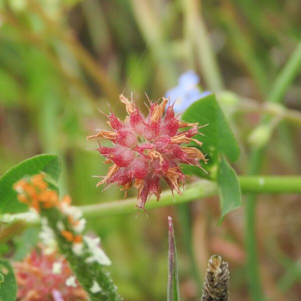 Trifolium resupinatum Vili