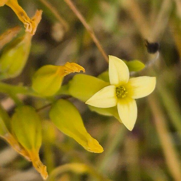 Kalanchoe mitejea Floare