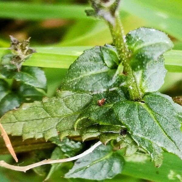 Verbascum blattaria Blad