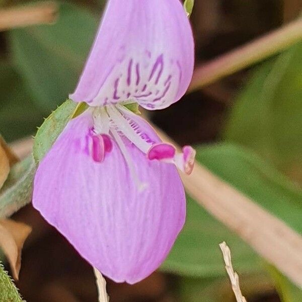 Dicliptera napierae Kukka