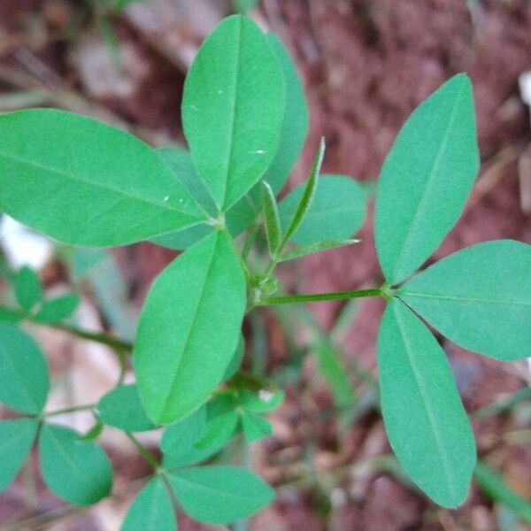 Crotalaria micans Feuille