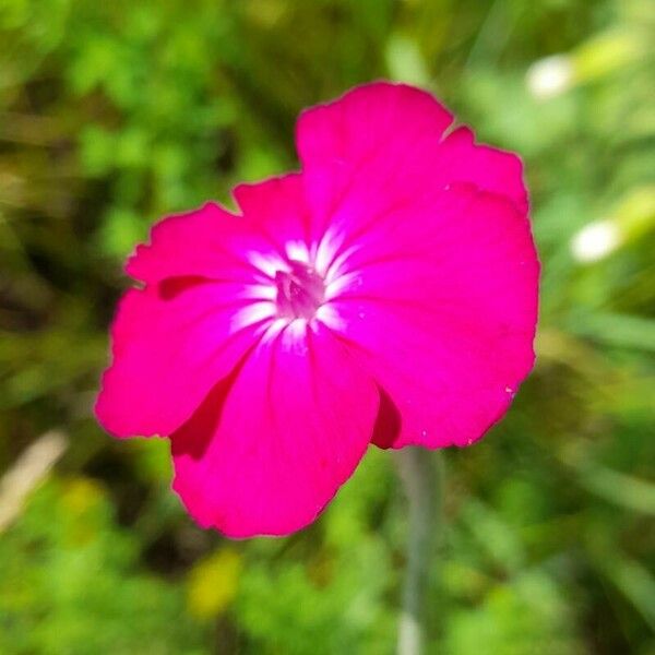 Silene coronaria Flor