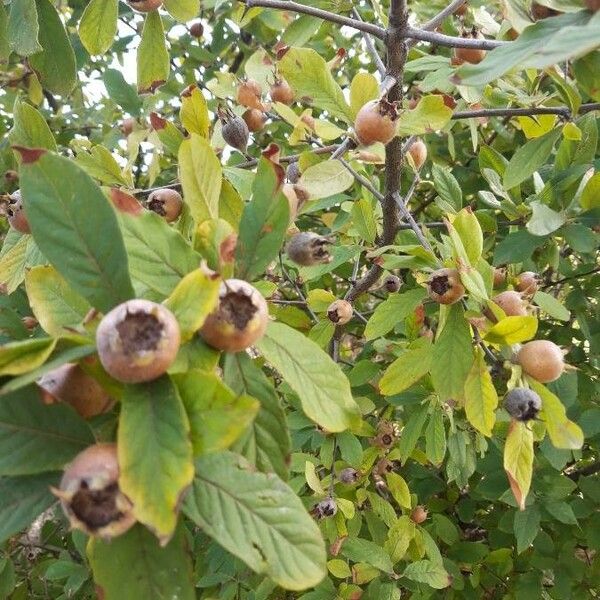 Mespilus germanica ഇല