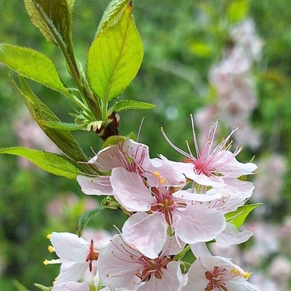 Prunus americana Õis